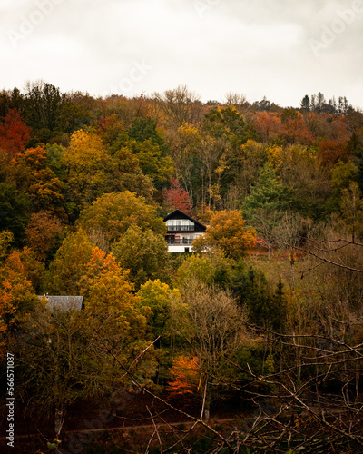 Autumn forest