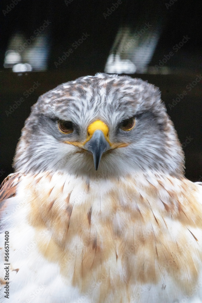 Obraz premium Intimidating Ferruginous Buzzard