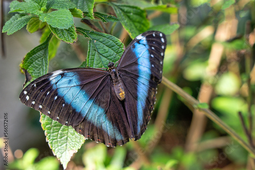 Morpho peleides tropical butterfly photo