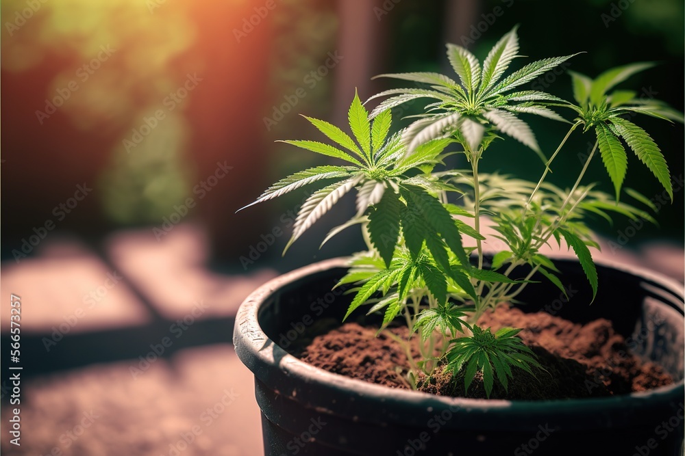 Marijuana In Pots Growing At Home Generative AI Marijuana In Pots Growing At Home Generative AI
