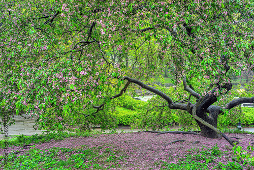 Japanese cherry tree in spring photo