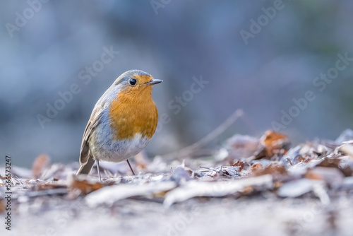 A robin songbird looking for food on the ground in winter in the city forest of Frankfurt in Hesse, Germany.