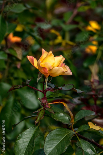 Beautiful yellow rose flower close-up in a garden on a blurred background.