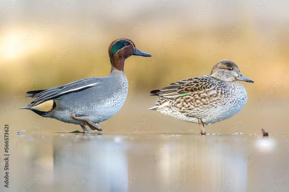 Beautiful teal duck couple standing on the iced pond called Jacobiweiher not far away from Frankfurt, Germany at a cold day in winter. Beautiful teal duck couple standing on the iced pond called Jacobiweiher not far away from Frankfurt, Germany at a cold day in winter.