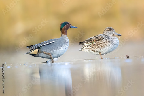 Beautiful teal duck couple standing on the iced pond called Jacobiweiher not far away from Frankfurt, Germany at a cold day in winter.