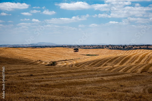 A countryside landscape of Alentejo, Portugal