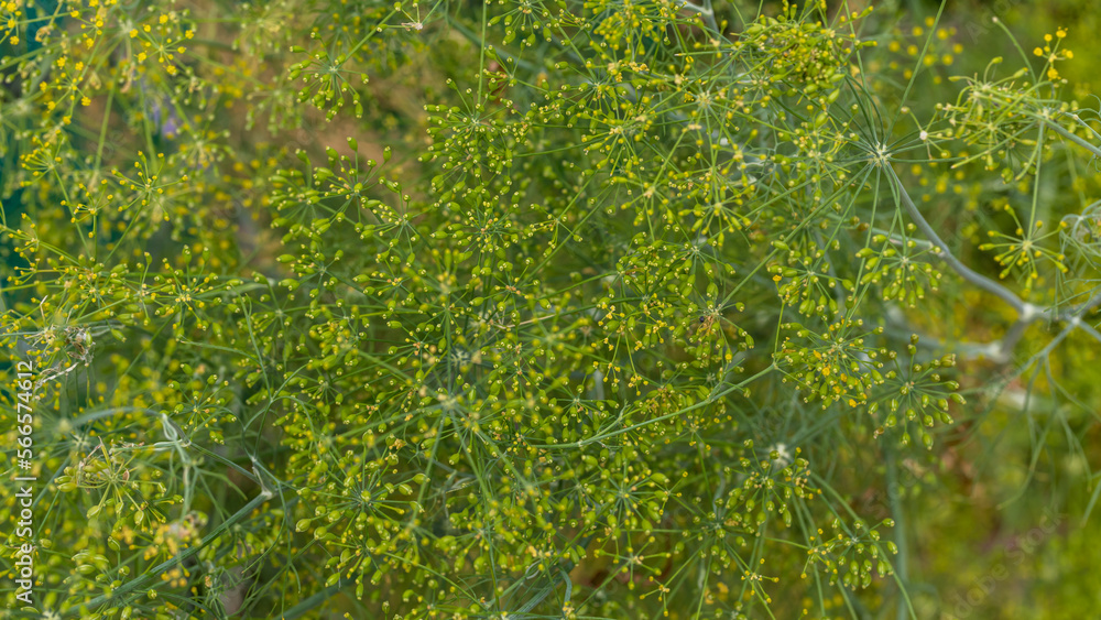 Fototapeta premium Flower of green dill (fennel). Fresh flower dill. Fresh dill (Anethum graveolens) growing. Growing dill in the garden