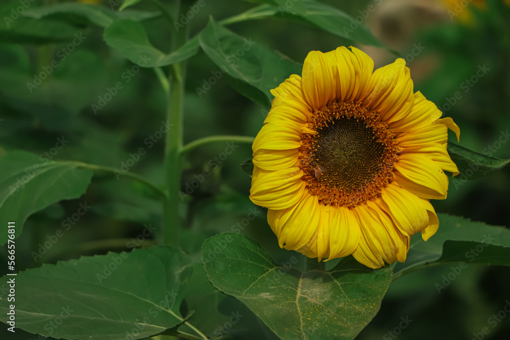 sunflower background in the field sunflower background in the field