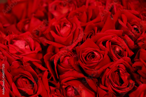 CLOSE UP BUNCH RED ROSES BACKGROUND