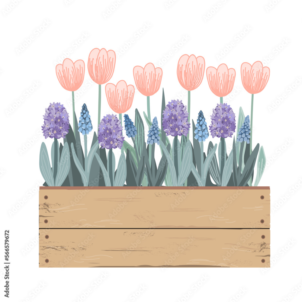 Wooden vintage box with Spring flowers. Tulips, hyacinths, muscari ...