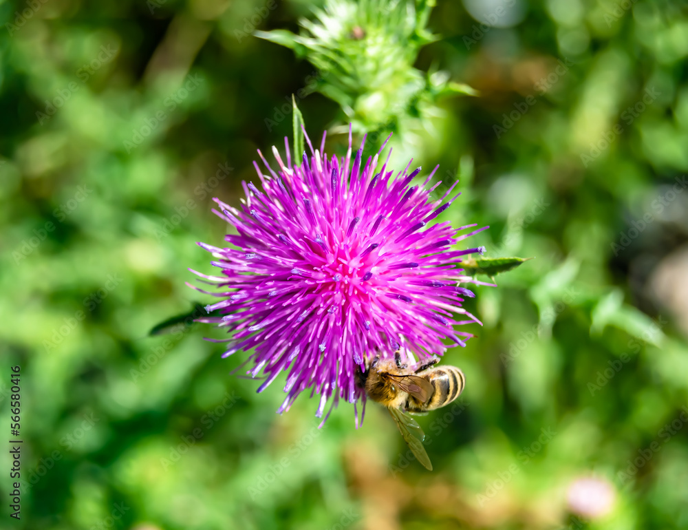 Beautiful wild flower winged bee on background foliage meadow Beautiful wild flower winged bee on background foliage meadow
