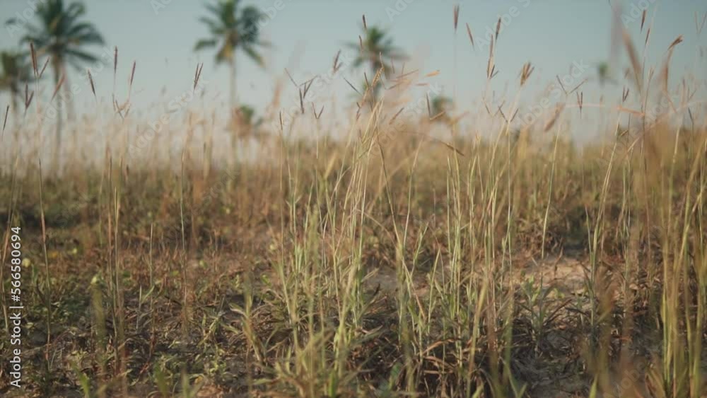 Slow motion shot of dry overgrown grass swaying back and forth in a light breeze on a beautiful day outdoors in nature, Panjim, India Slow motion shot of dry overgrown grass swaying back and forth in a light breeze on a beautiful day outdoors in nature, Panjim, India
