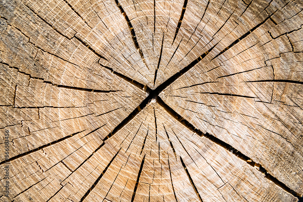 Beautiful wooden fracture old oak, natural texture close up