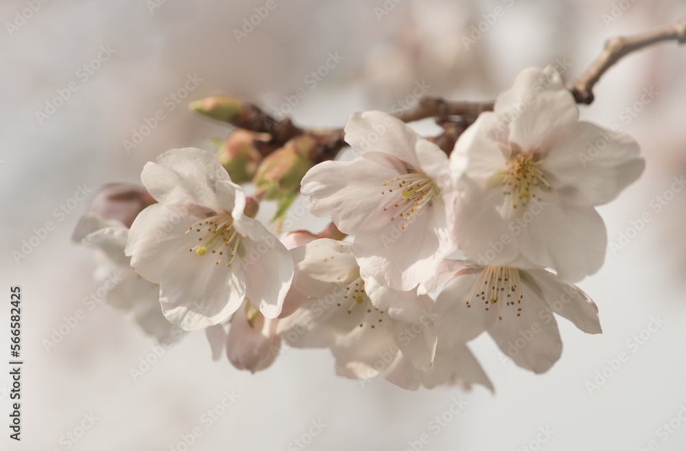 closeup macro of white pink cherry blossom or sakura flowers in spring on tree branch closeup macro of white pink cherry blossom or sakura flowers in spring on tree branch