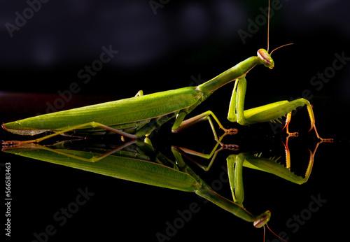 female green mantis on a black background © Павел Мещеряков