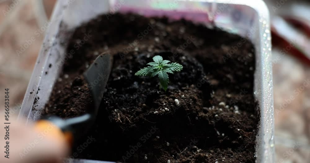Gardener pours soil into pot with sprout closeup Gardener pours soil into pot with sprout closeup