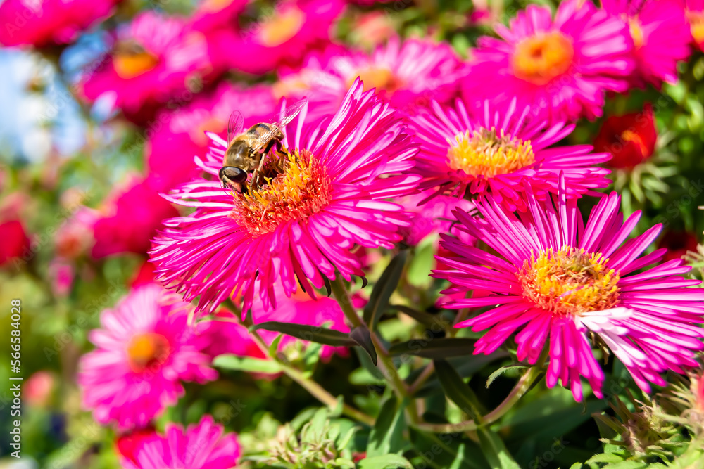 Beautiful wild flower winged bee on background foliage meadow Beautiful wild flower winged bee on background foliage meadow