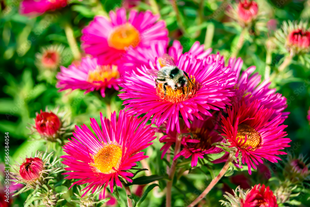 Beautiful wild flower winged bee on background foliage meadow Beautiful wild flower winged bee on background foliage meadow