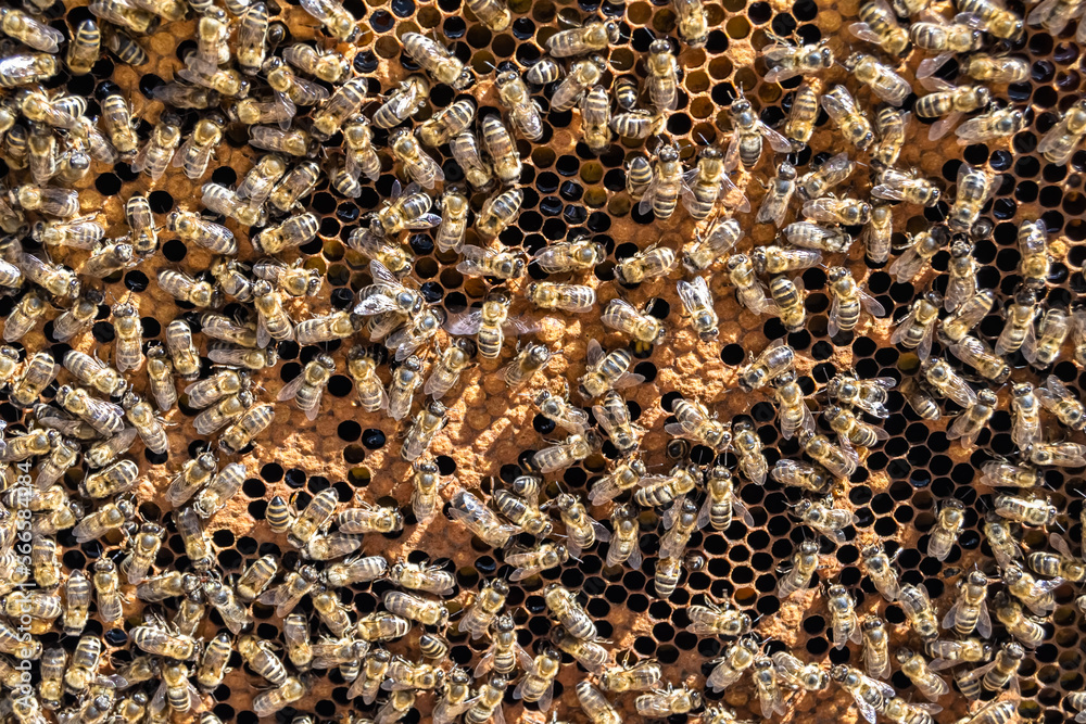 Abstract hexagon structure is honeycomb from bee hive filled Abstract hexagon structure is honeycomb from bee hive filled