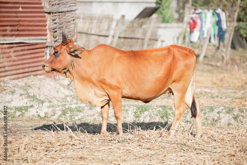 Brown cow in the lao country.