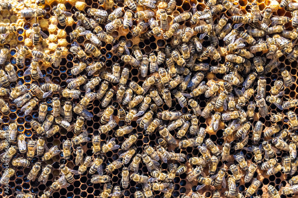 Abstract hexagon structure is honeycomb from bee hive filled Abstract hexagon structure is honeycomb from bee hive filled
