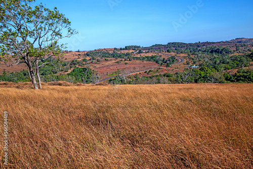 Dry grass field for photo background at mondulkiri
