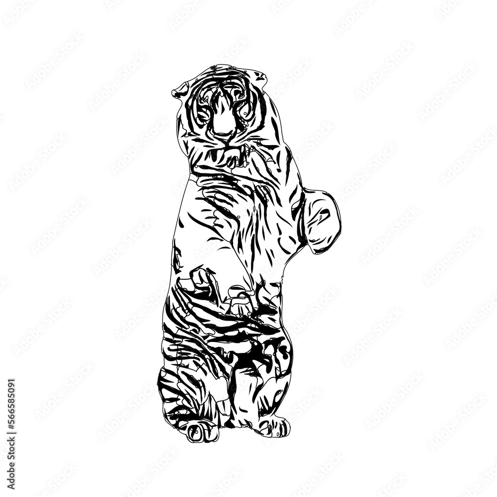 Black and white sketch of a tiger with transparent background Black and white sketch of a tiger with transparent background