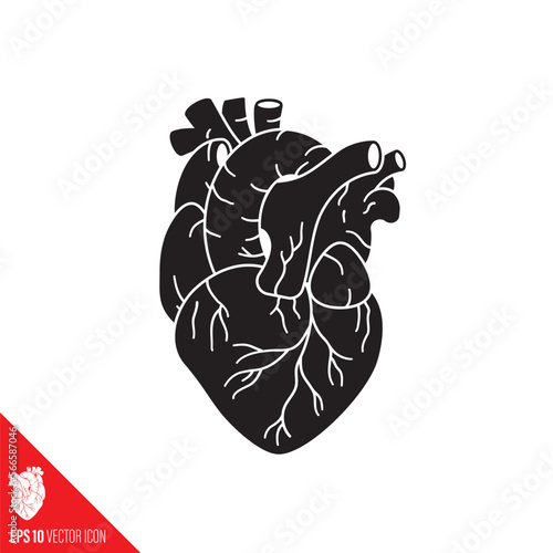 Human heart vector glyph icon