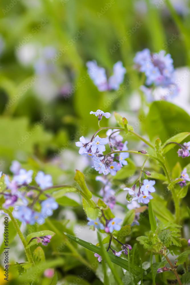 Forget-me-not blue wildflowers in grteen grass. Forget-me-not blue wildflowers in grteen grass.