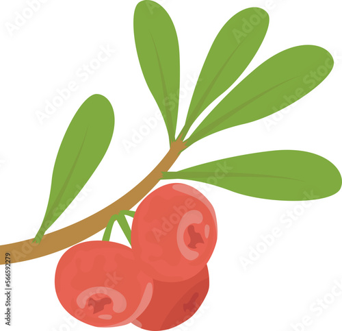 fruits fresh and cocktail