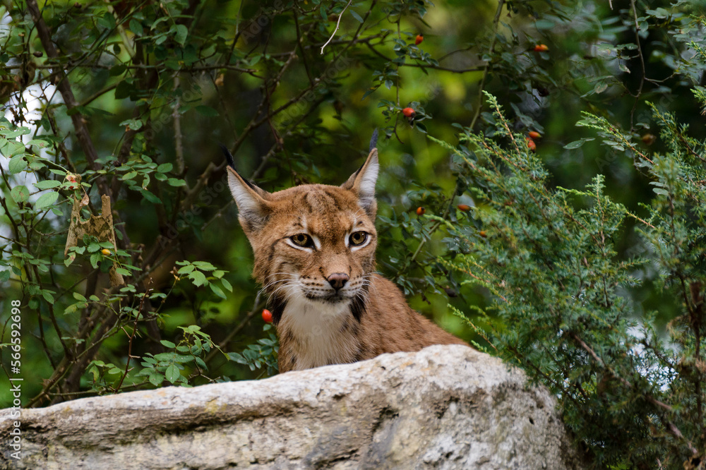 Fototapeta premium lynx