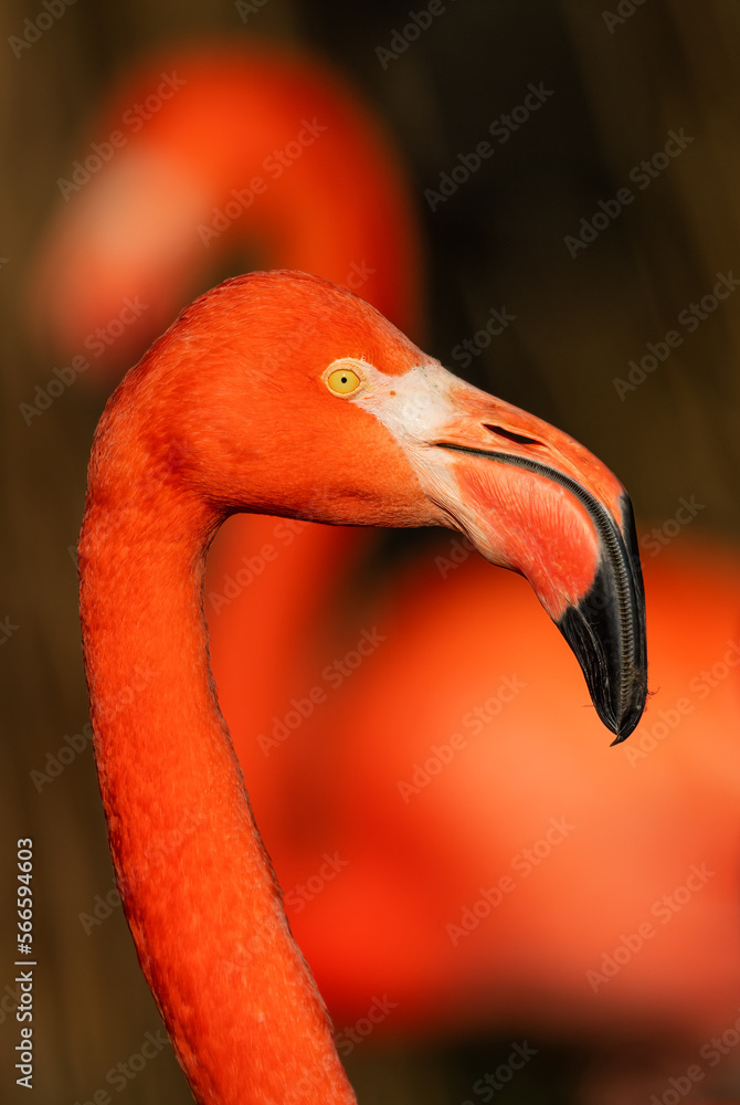 Fototapeta premium American Flamingo - Phoenicopterus ruber, portrait of beautiful colored water bird from coasts and fresh waters of Latin America, Mexico.
