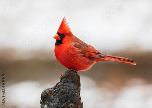 male cardinal © Hal Moran