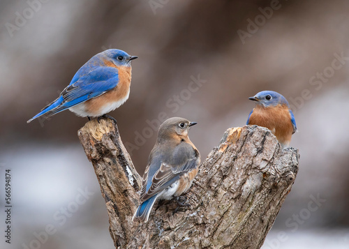 trhee bluebirds
