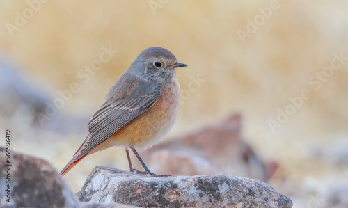 Common Redstart ( Phoenicurus phoenicurus) is a songbird commonly found in Asia, Europe and Africa. It is a common species in Turkey.