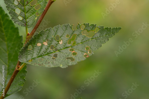 фотографія Detail of a tree leaf with holes produced by some worm.