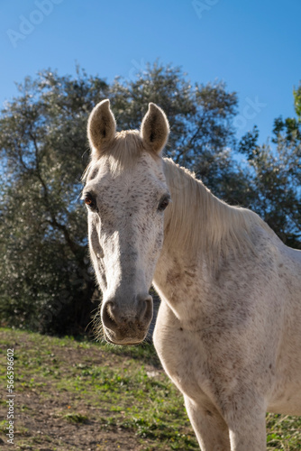 Portrait of a white horse. © mestock
