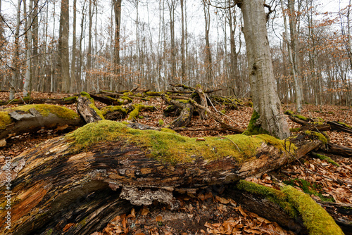 Buchenwald im Steigerwald