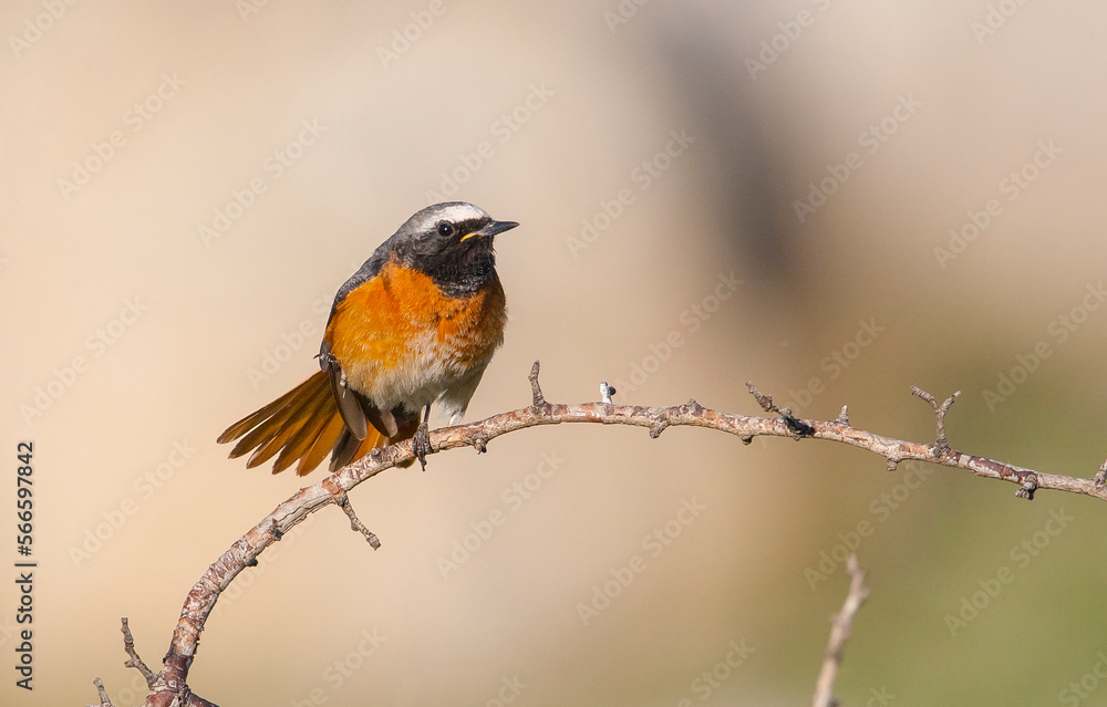 Common Redstart ( Phoenicurus phoenicurus) is a songbird commonly found in Asia, Europe and Africa Common Redstart ( Phoenicurus phoenicurus) is a songbird commonly found in Asia, Europe and Africa