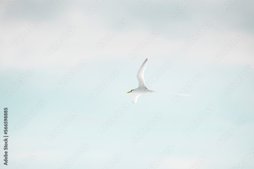 Obraz premium seagull in the sky