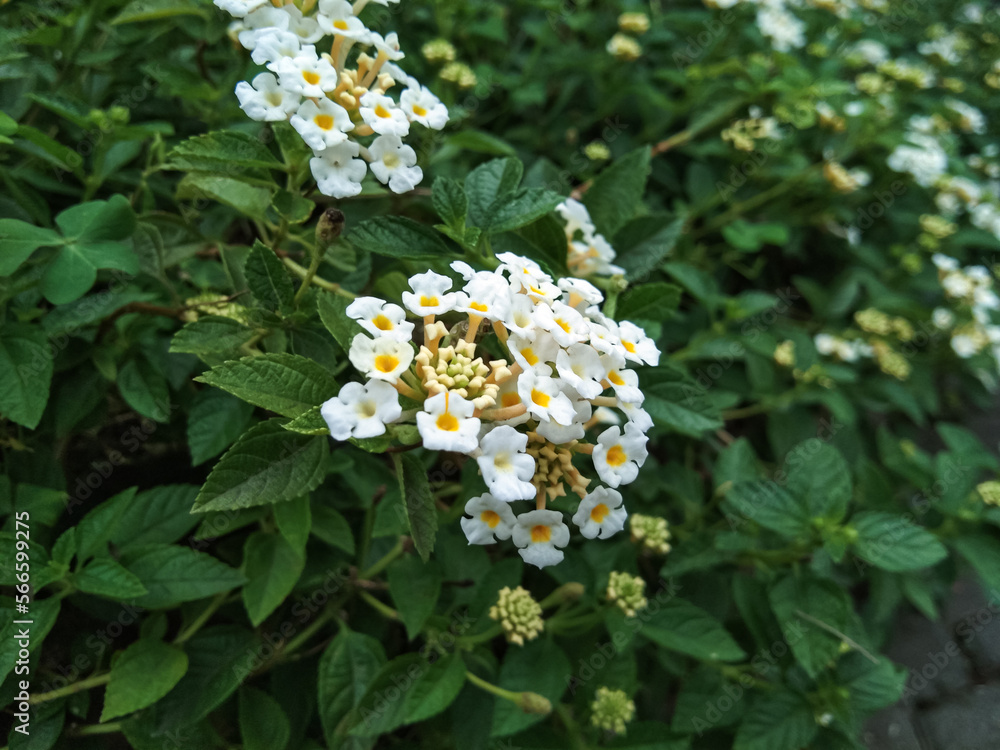 close up of chicken droppings or lantana urticoides flowers close up of chicken droppings or lantana urticoides flowers
