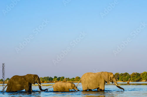 Photography Elephants (Loxodonta africana) crossing the Chobe River, Kasane