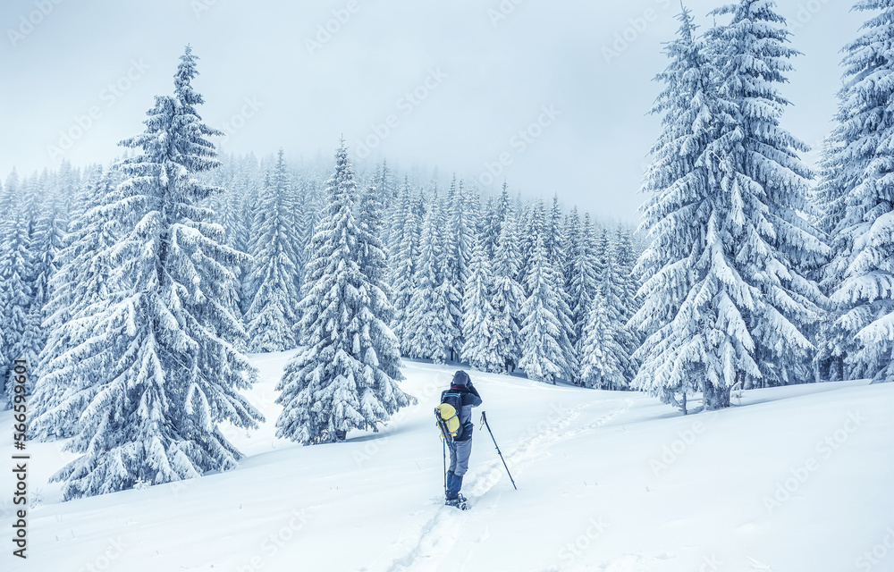 Beautiful winter nature scenery. Winter landscape with snowcapped pine trees and Man photographer on snowshoes. Fairy tale winter scenery. Amazing nature background. Concept outdoor activity of Winter