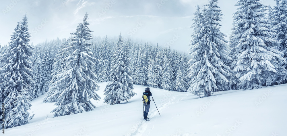 Wonderful Winter nature landscape. Alone tourist against of Frosty pine trees on highland. Winter vacations concept outdoor activity. mountains is ideal resting place. Winter wallpaper. postcard