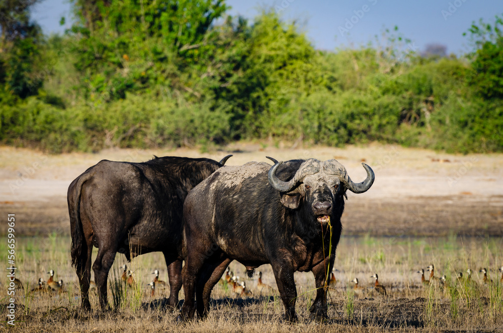 Cape buffalo (Syncerus caffer caffer) on the edge of the Chobe River, Kasane. Botswana Cape buffalo (Syncerus caffer caffer) on the edge of the Chobe River, Kasane. Botswana