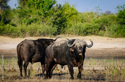 Cape buffalo  Syncerus caffer caffer  on the edge of the Chobe River  Kasane. Botswana