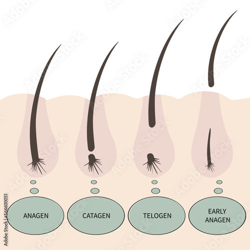 Illustration with type of eyelashes. Phases of growth. Hair growth cycle. Anagen, catagen, telogen, early anagen. 
Speech bubble with text.
