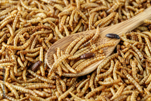 Meal worms or larvae of cereal beetle as protein ingredients of food products.