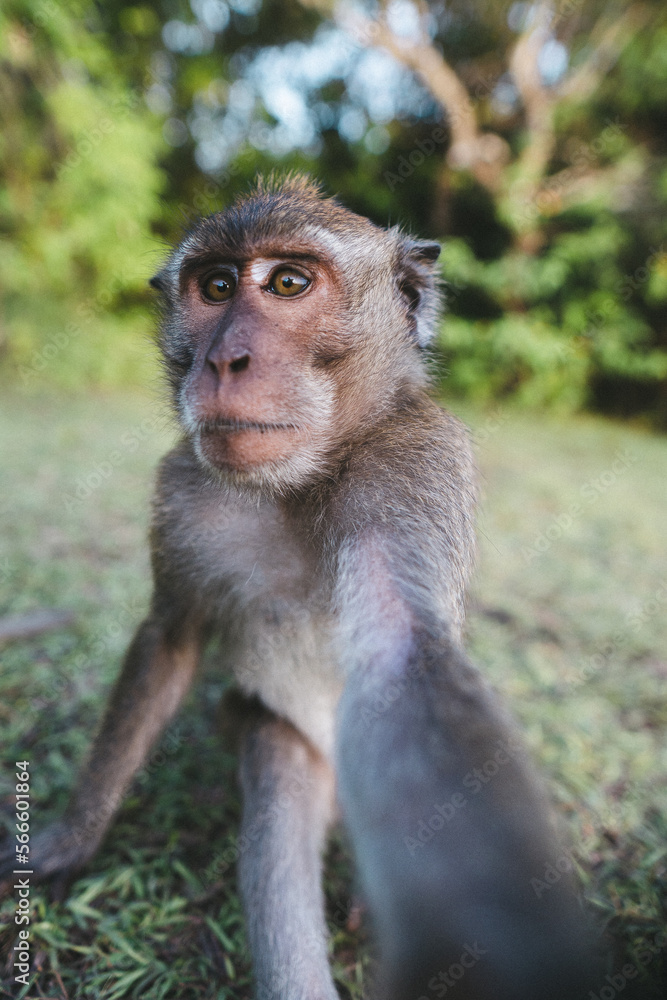 monkey in Ubud monkey in Ubud