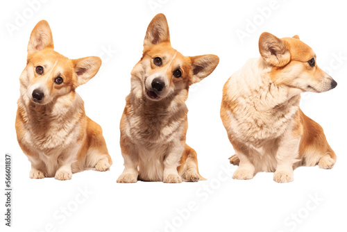 set of cool Pembroke Welsh Corgi on an isolated white background looks into the frame